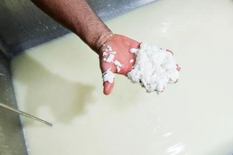Cheesemaker controls the milk curd Stock Photos