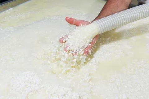 Cheesemaker pours cheese just curdled Stock Photos