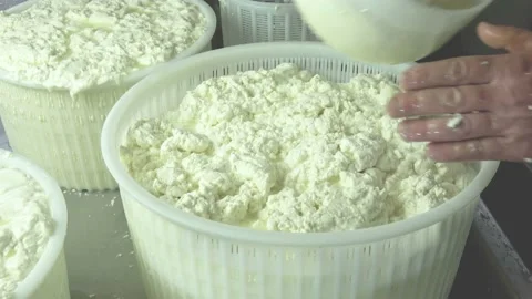 Cheesemaker pours the curdled milk into plastic forms to shape the cheese Stock Footage 177091300