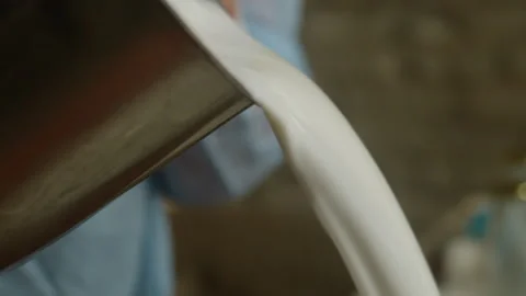 Cheesemaker wearing blue clothes is pouring milk from a metal container into a Stock Footage 293219717