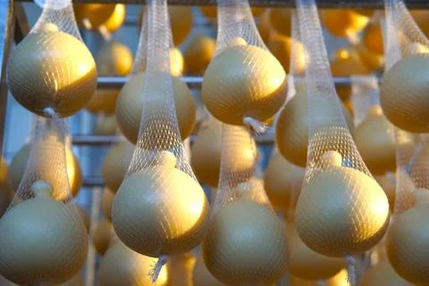Cheeses hanging in drying nets at a cheese factory. 스톡 사진