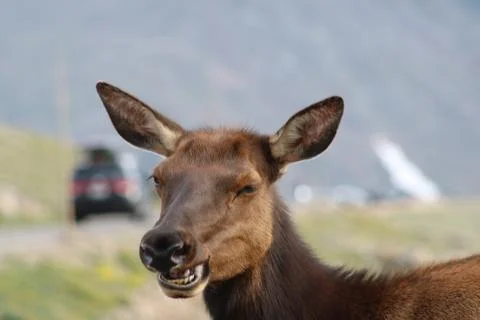 Cheesing For the Camera Stock-Fotos