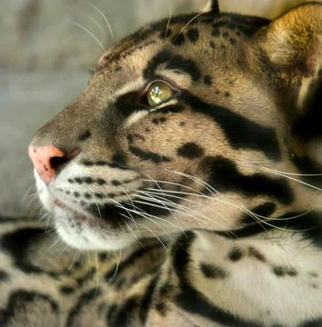 CHEETA close-up Stock Photos