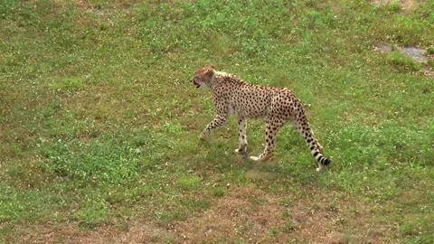 Cheeta exploring territory. Stock Footage 143790650
