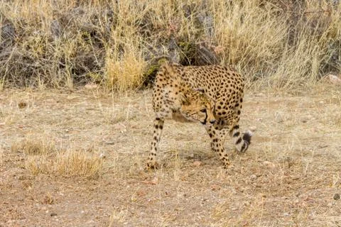 Cheeta in Namibia looking at camera Foto stock