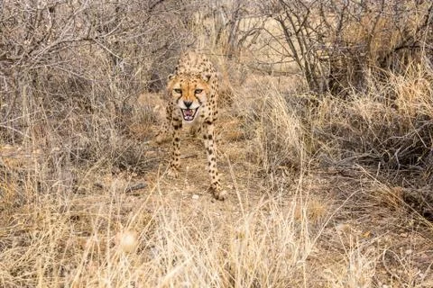 Cheeta in Namibia looking at camera Foto stock