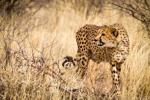 Cheeta in Namibia looking at camera Stock Photos