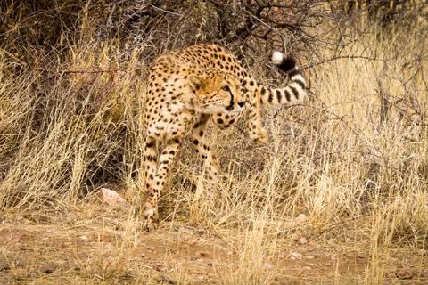 Cheeta in Namibia looking at camera Foto stock