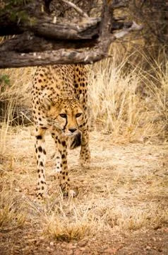 Cheeta in Namibia looking at camera 스톡 사진