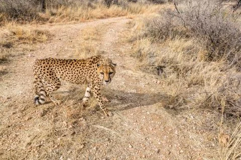 Cheeta in Namibia looking at camera Stock Photos