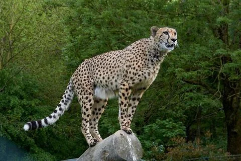 Cheeta Stock Photos