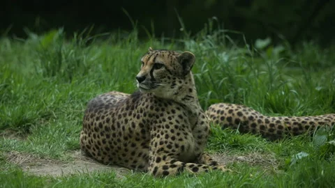Cheetah 1 Stock Footage 197134647