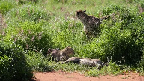 Cheetah 1 Stock Footage 277134653