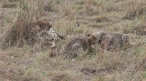 Cheetah with 2 cubs eating kill on the masai mara Kenya Stock Footage 51307573