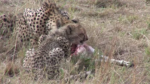 Cheetah with 2 cubs eating kill on the masai mara Kenya Stock Footage 51307694
