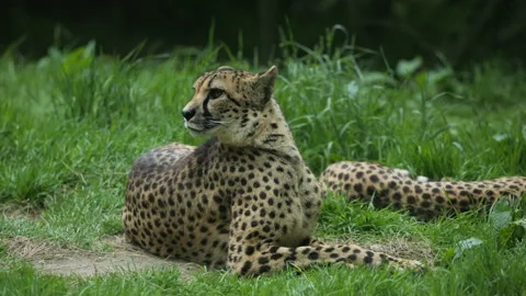 Cheetah 2 Stock Footage 197111441