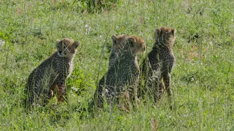 Cheetah 2 Stock Footage 277134601