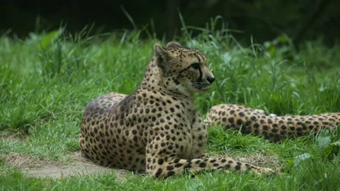 Cheetah 3 Stock Footage 197111330
