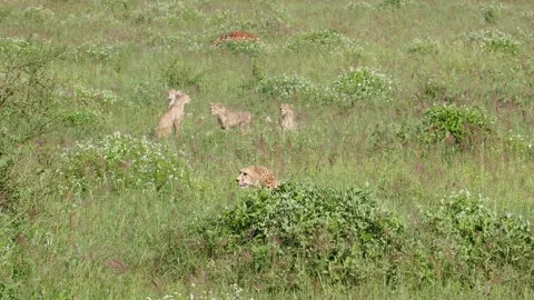 Cheetah 3 Stock Footage 277134615
