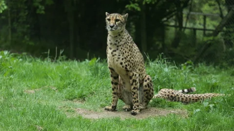 Cheetah 4 Stock Footage 197134125