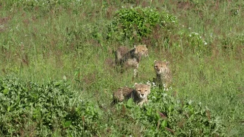 Cheetah 4 Stock Footage 277134655