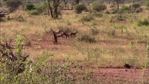 Cheetah with 5 cubs Stock Footage 94076624