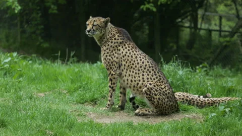 Cheetah 5 Stock Footage 197140122