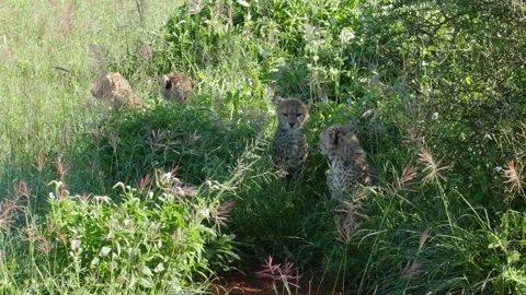 Cheetah 5 Stock Footage 277134636