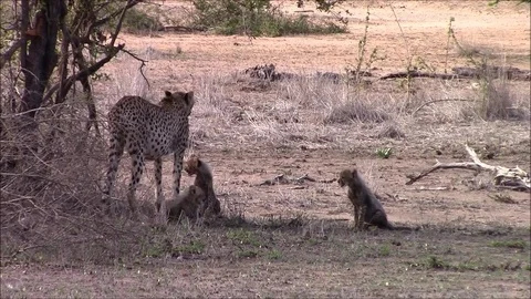 Cheetah with 5 tiny cubs Stock Footage 71336082