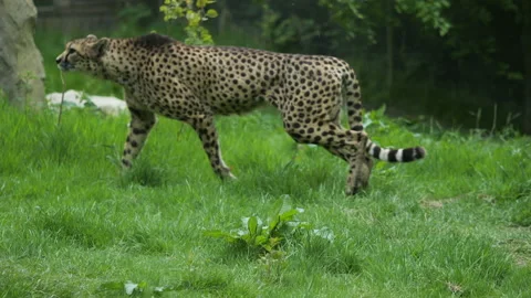Cheetah 6 Stock Footage 197111571