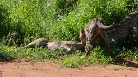 Cheetah 6 Stock Footage 277134680