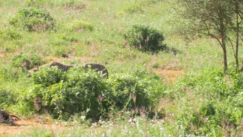 Cheetah 7 Stock Footage 277134703