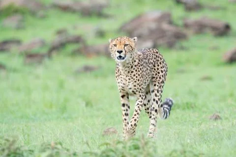 Cheetah (Acinonix jubatus) walking on savanna Stock Photos