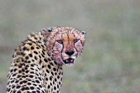 Cheetah Acinonyx jubatus after eating in the rain animal portrait Masai Mara Stock Photos