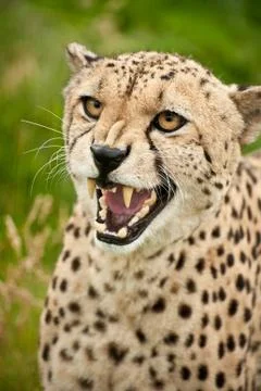 Cheetah acinonyx jubatus big cat Stock Photos