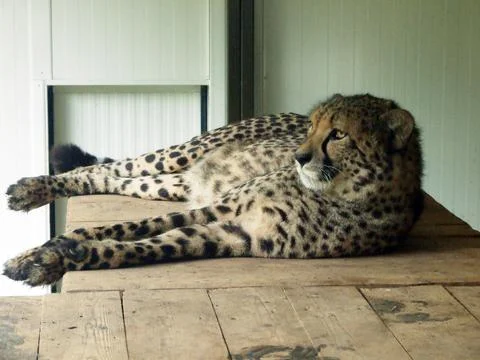 The cheetah (Acinonyx jubatus), el guepardo or Gepard - Zoo Ljubljana Stock Photos
