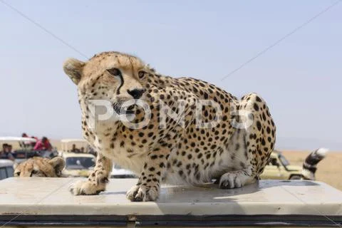 A Cheetah Acinonyx Jubatus Sitting On A Vehicle Disturbed By The Tourist Buses