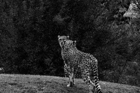 Cheetah, Acinonyx jubatus, walking wild cat. Fastest mammal on the land Stock Photos