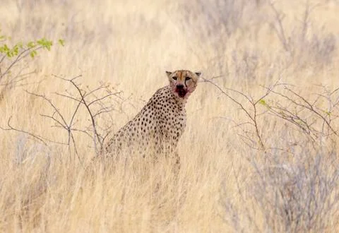 Cheetah after a kill Stock Photos
