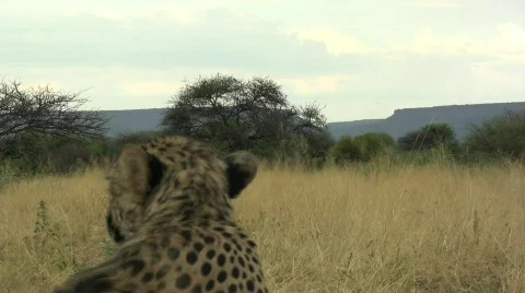 Cheetah against mountain Stock-Footage 284859