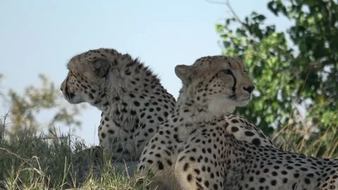 Cheetah aligned gazes separate; heads move in opposite directions — Part 4 Vídeos de archivo 320845014