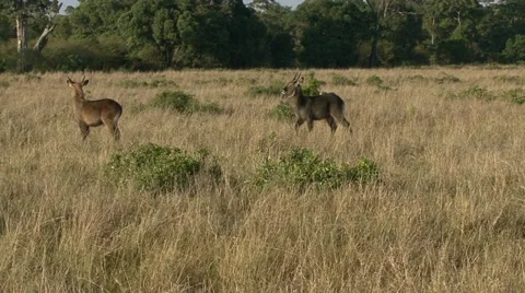 CHEETAH AND BUSHBUCK Video stock 21641353