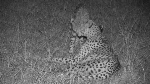 Cheetah and cub at night Video stock 84668647