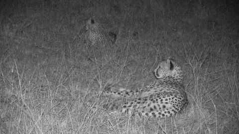 Cheetah and cub at night Video stock 84669149