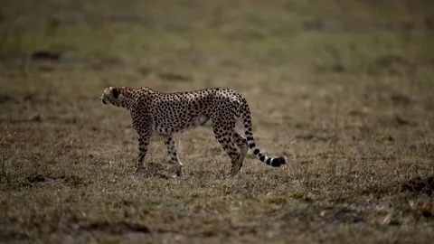Cheetah and cubs Stock Footage 243176785