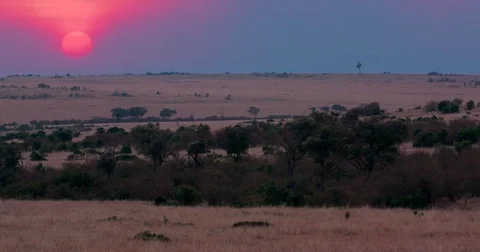 CHEETAH AND SUNSET MAASAI MARA KENYA Stock Footage