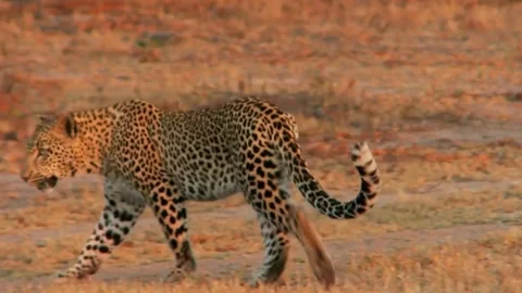 Cheetah animals in field running in daytime Stock Footage 145109490