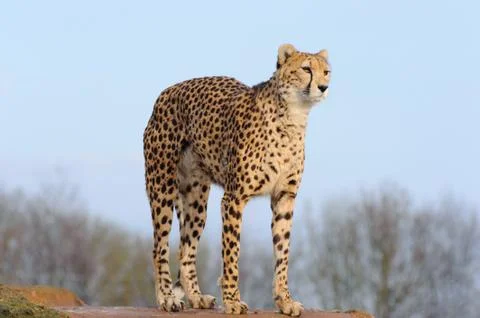 Cheetah arching back Stock Photos