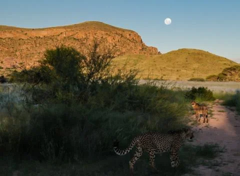 Cheetah at the ascending moon, central Namibia Foto stock