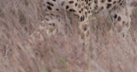 Cheetah back and hind and legs walking in sunny morning Stock Footage 314791786